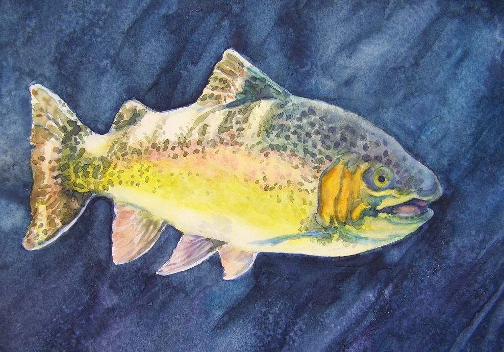 Rainbow Trout Turtle Bay wc